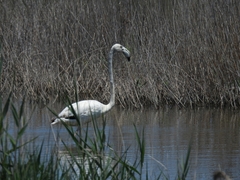 Phoenicopterus roseus