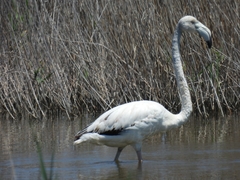 Phoenicopterus roseus