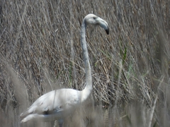 Phoenicopterus roseus