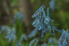 Corydalis elata