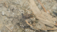 Stigmatonotum rufipes