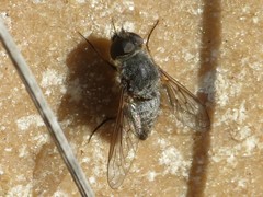 Cononedys scutellata