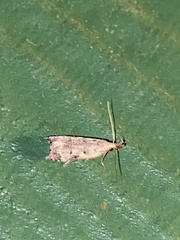 Dichomeris inversella