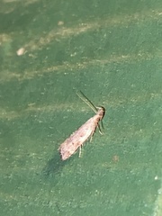 Dichomeris inversella