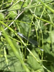 Enallagma exsulans