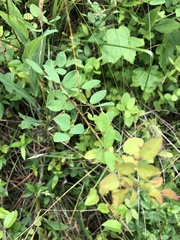 Taenidia integerrima
