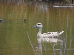 Marmaronetta angustirostris
