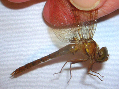 Neurocordulia molesta