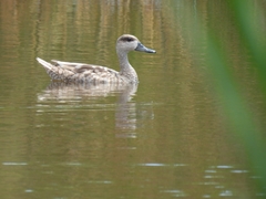 Marmaronetta angustirostris