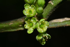 Casearia glomerata