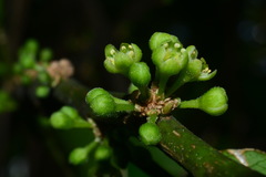 Casearia glomerata