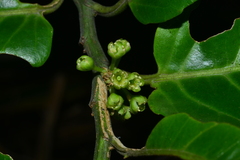 Casearia glomerata