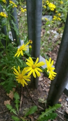 Senecio inaequidens