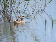 Marmaronetta angustirostris