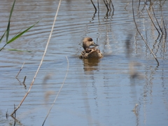 Marmaronetta angustirostris