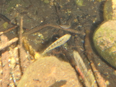 Gasterosteus aculeatus microcephalus