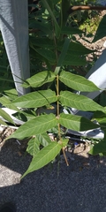 Ailanthus altissima