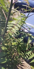 Ailanthus altissima