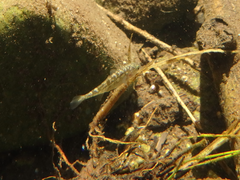 Gasterosteus aculeatus microcephalus