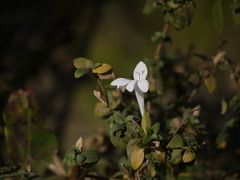 Barleria lawii