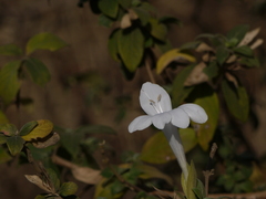 Barleria lawii