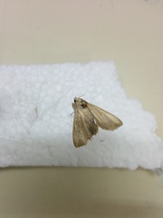 Glaphyria sesquistrialis