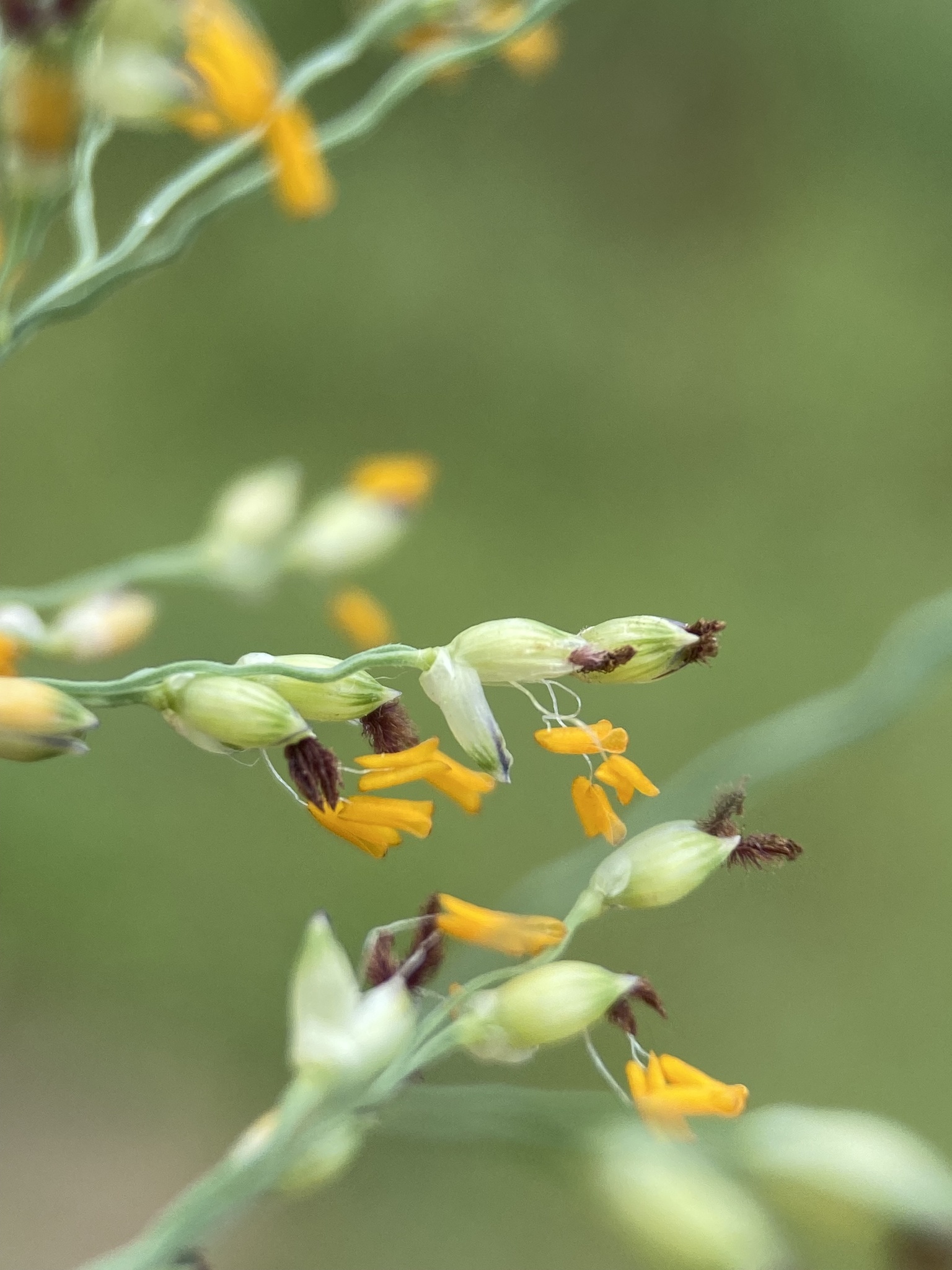 Panicum repens