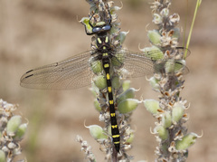 Cordulegaster dorsalis
