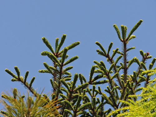 Image of Abies kawakamii by (c) Jacy Chen, some rights reserved (CC BY)
