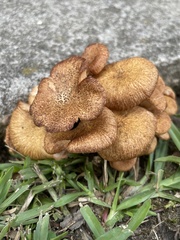 Desarmillaria caespitosa