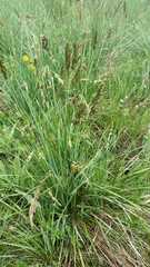 Festuca paniculata