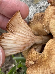 Desarmillaria caespitosa