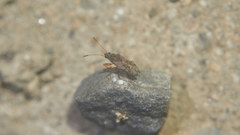 Stigmatonotum rufipes