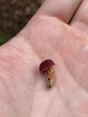 Hortiboletus rubellus