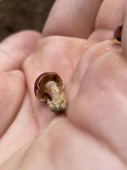 Hortiboletus rubellus