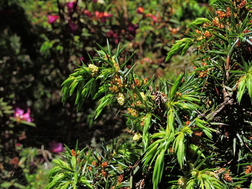 Image of Juniperus formosana by (c) Jacy Chen, some rights reserved (CC BY)