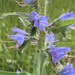 藍薊 - Photo (c) africaspotter，保留部份權利CC BY-NC