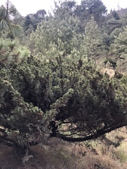 Juniperus monticola