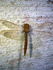 Neurocordulia molesta