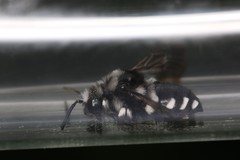 Melecta luctuosa