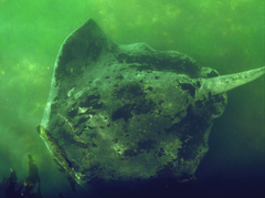 Bathytoshia brevicaudata