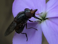 Rhingia campestris