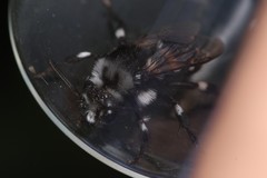 Melecta luctuosa