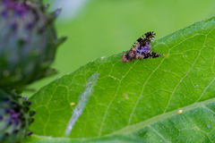 Tephritis conura