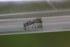 Ceratina cyanea