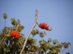 Erythrina variegata