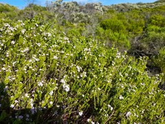 Coleonema pulchellum