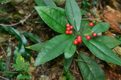 Ardisia brevicaulis