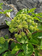 Angelica archangelica litoralis