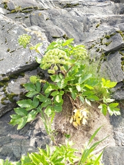 Angelica archangelica litoralis